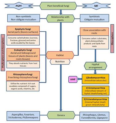 Phytostimulants in sustainable agriculture